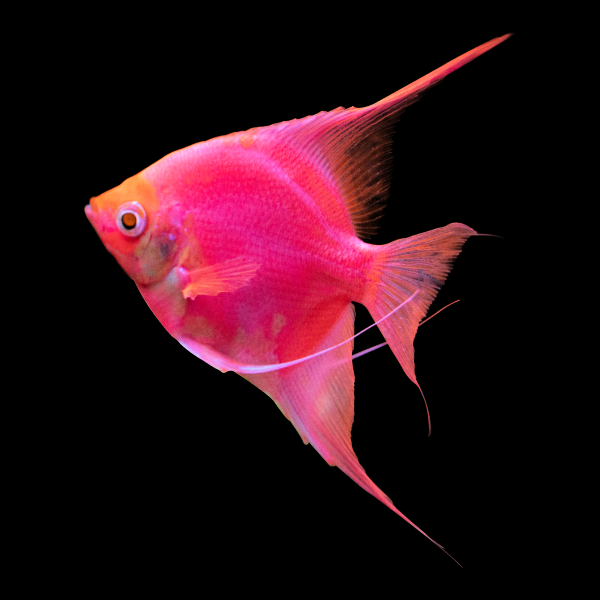 Starfire Glo Angelfish