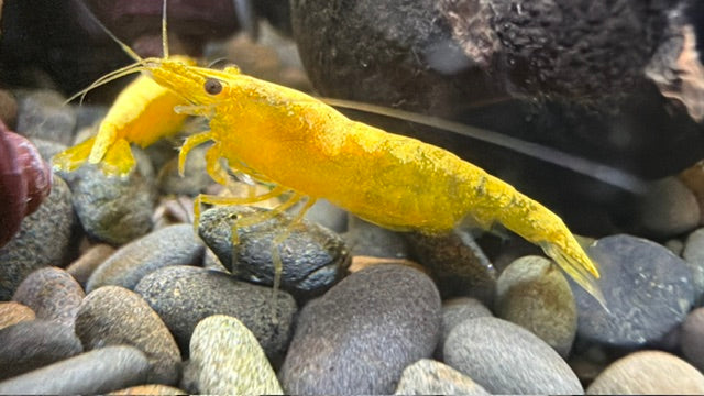 Yellow Goldenback Shrimp - Locally Bred