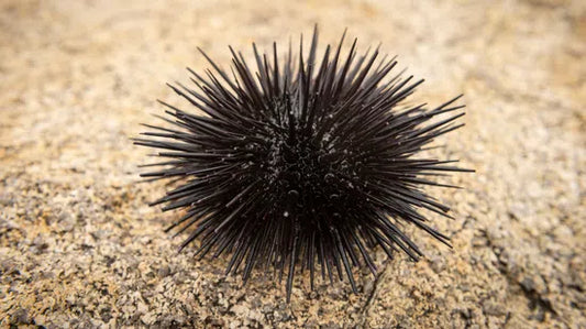 Short Spine Sea Urchin