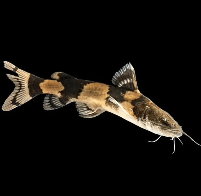 Bumblebee Catfish