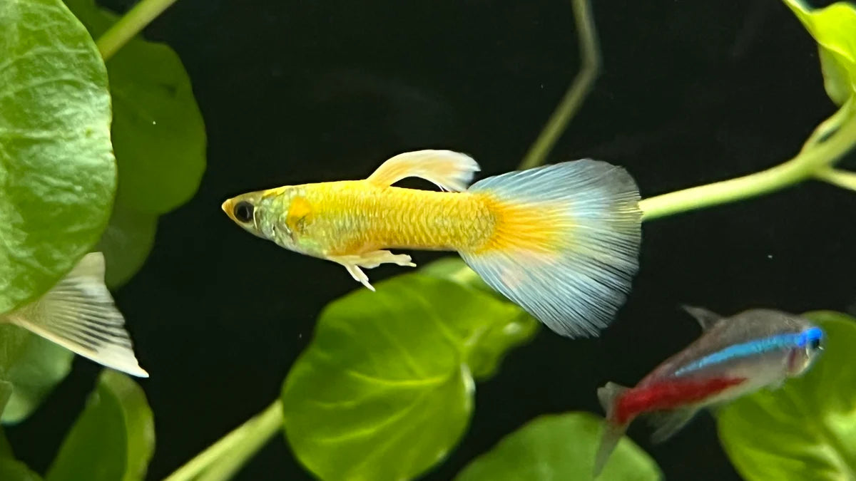 Champagne Jam Guppy Male