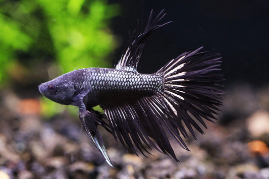 Black Orchid Crowntail Betta - Male