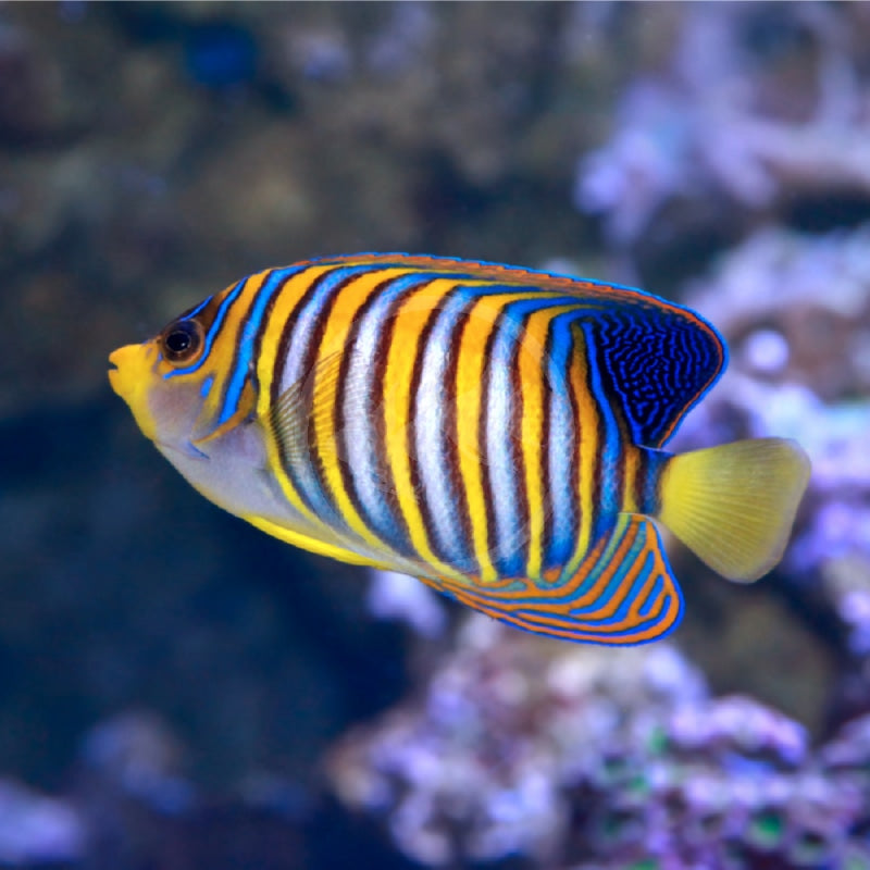 Regal Angelfish