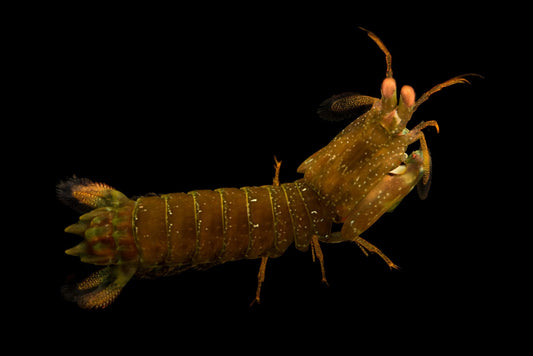Mantis Shrimp