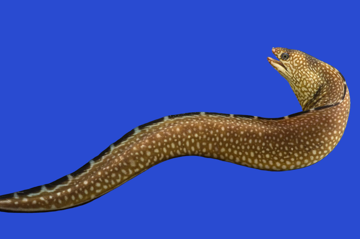 Black Edge Moray Eel
