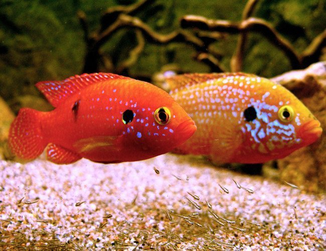 Cichlid - Red Lifalili Jewel