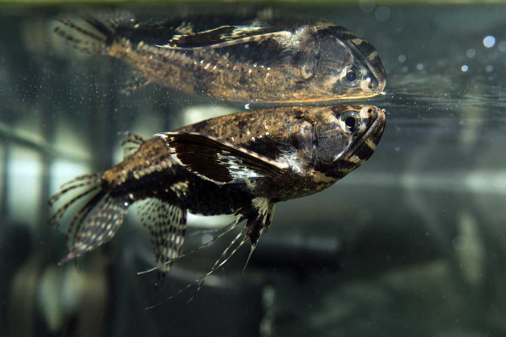 African Butterfly Fish