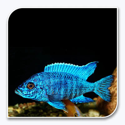 African Cichlids - Mixed Colors