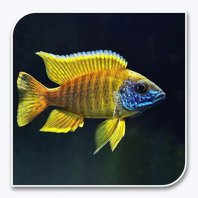 Sunshine Peacock Cichlid