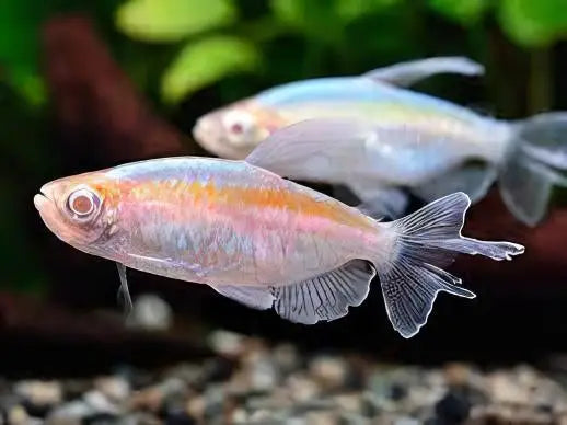 Albino Congo Tetra
