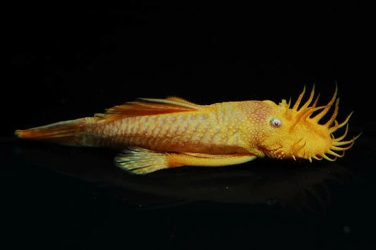 Albino Bristlenose Pleco