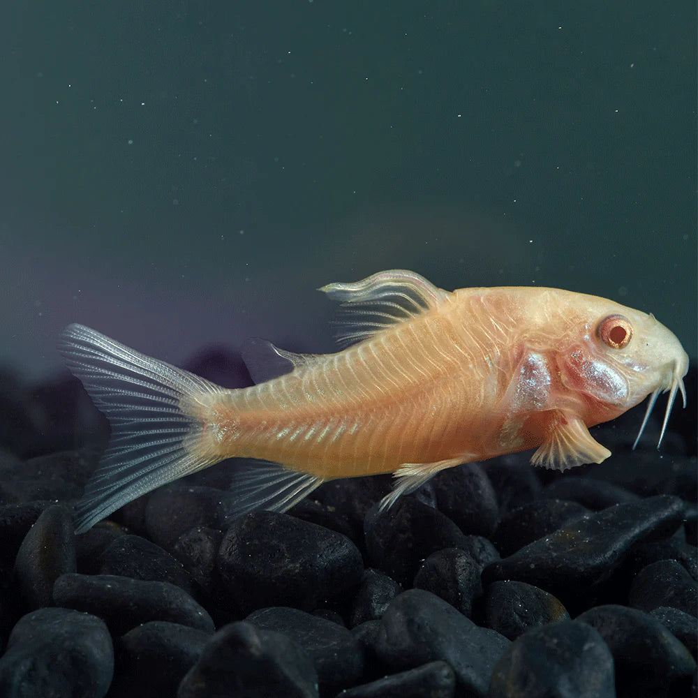 Corydoras Catfish - Mixed Colors