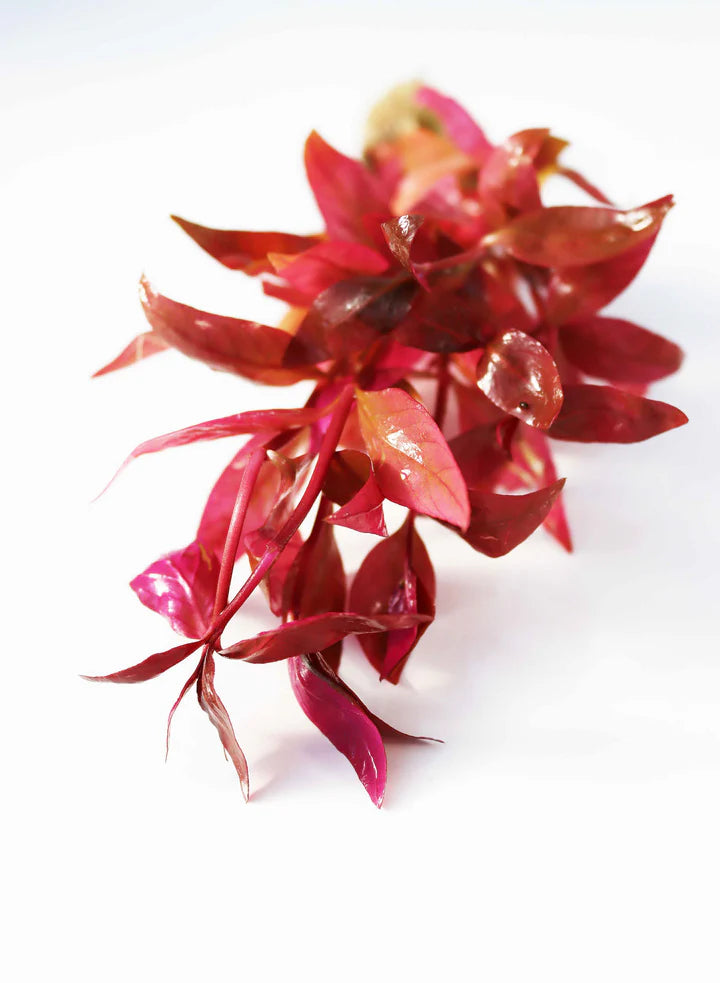 Alternanthera Lilacina (Purple Scarlet Temple)