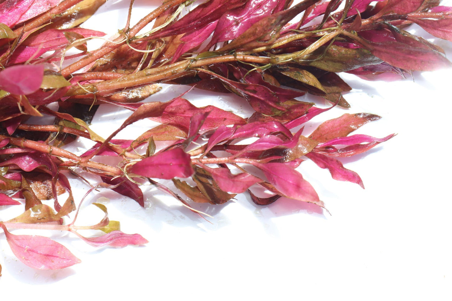 Alternanthera Reineckii (Scarlet Temple)