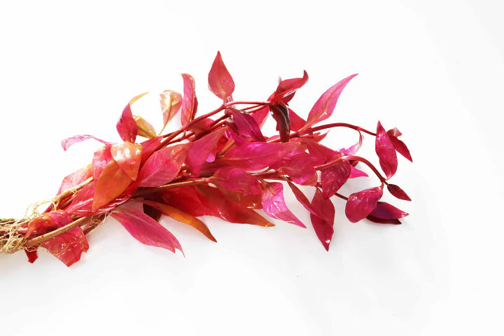 Alternanthera Lilacina (Purple Scarlet Temple)