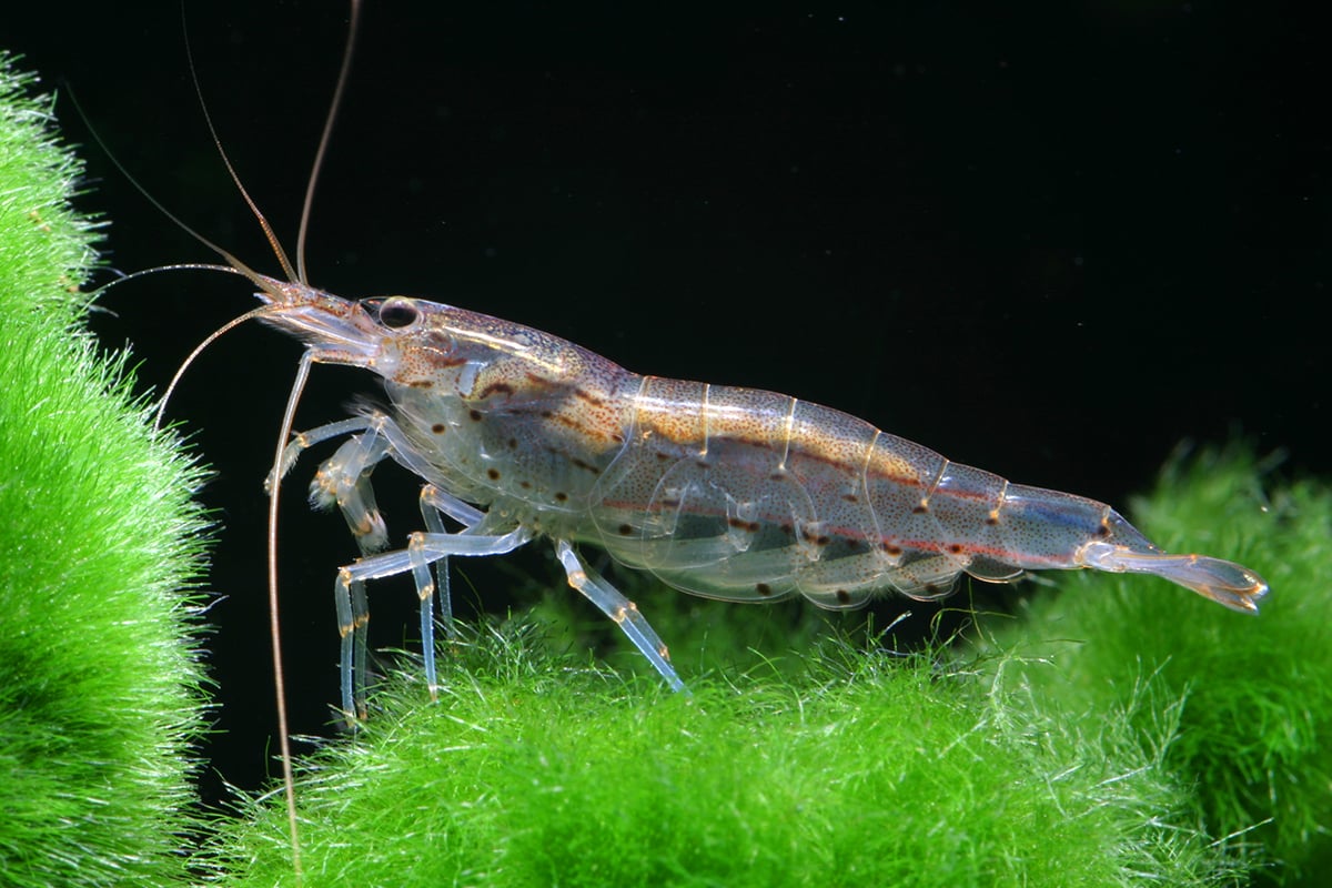Amano Algae Eating Shrimp