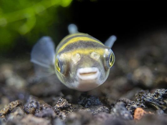 South American Puffer