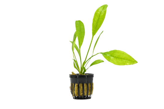 Dwarf Amazon Sword Plant - 🟢 EASY