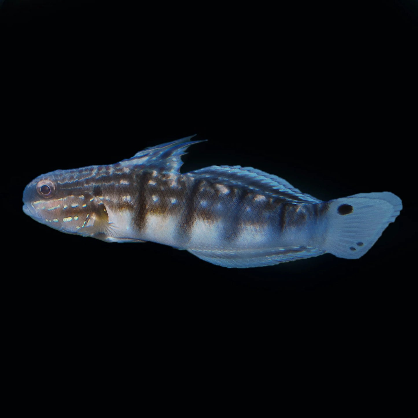 Banded Sleeper Goby