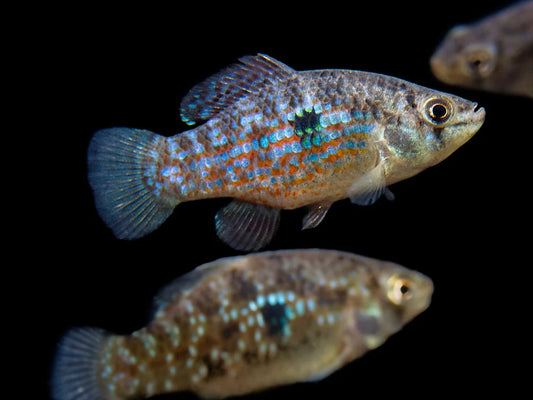 American Flagfish Killifish