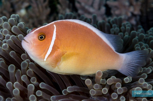 Rose Skunk Clownfish - Tank Bred
