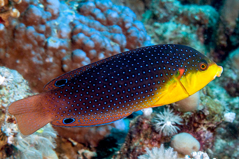 Yellowchest Twist Wrasse