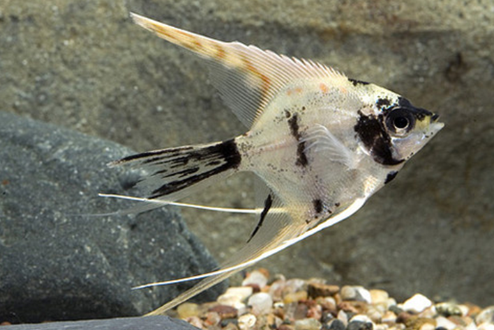 Angelfish - Mixed Colors