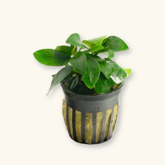 Anubias Nana - Potted - 🟢 EASY