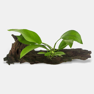 Anubias on Driftwood