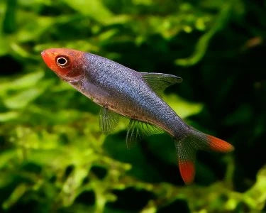 Asian Rummynose Rasbora