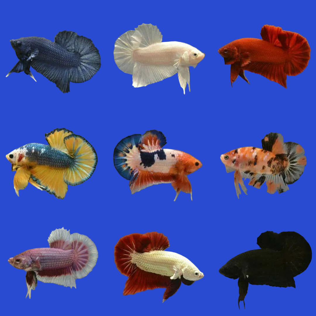 Assorted Plakat Betta - Male
