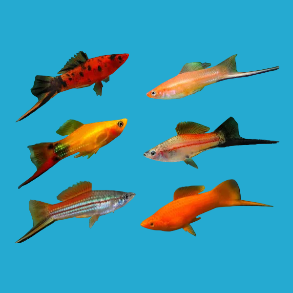 Assorted Swordtail