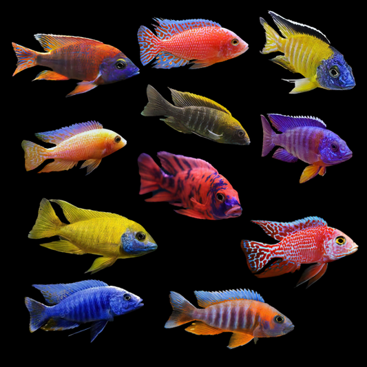 African Cichlids - Mixed Colors
