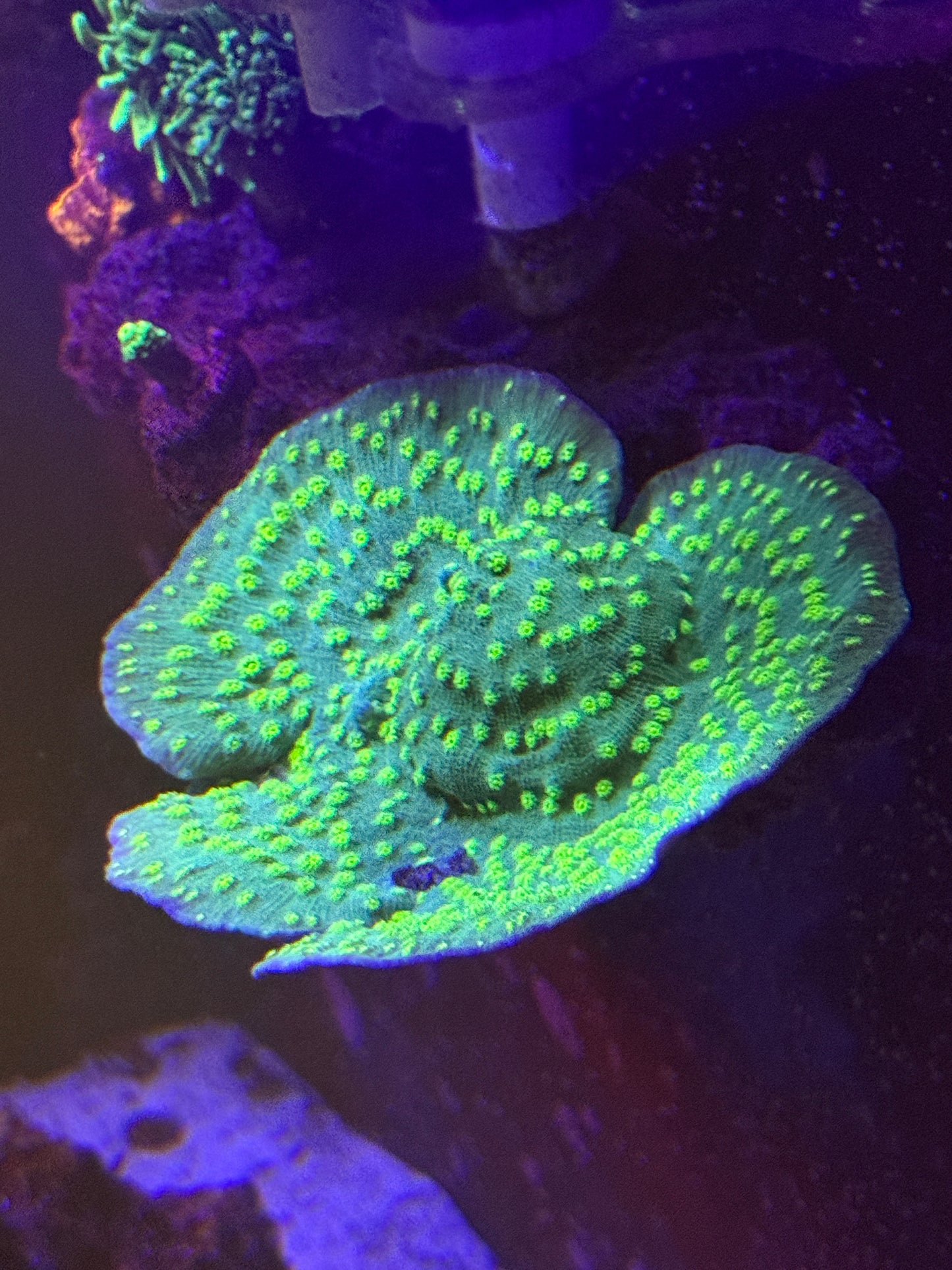 Hollywood Stunner Chalice Coral 1" Frag