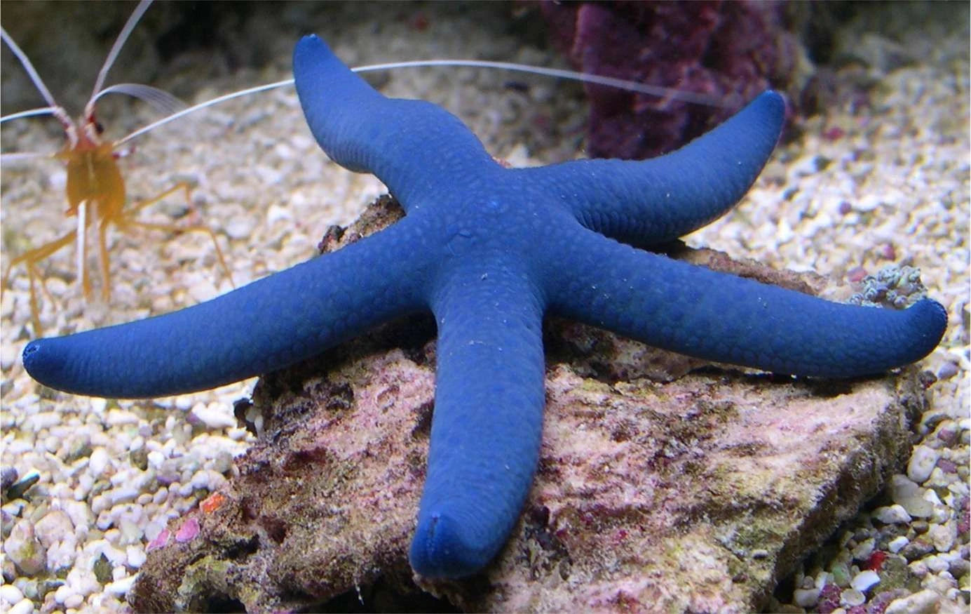 Blue Linckia Starfish