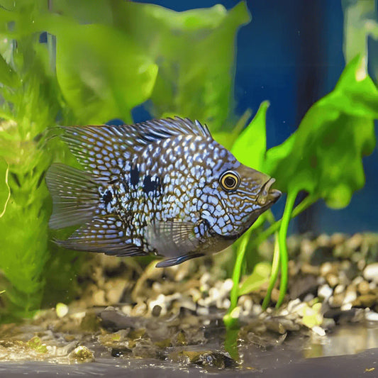 Cichlid - Balloon Green Texas