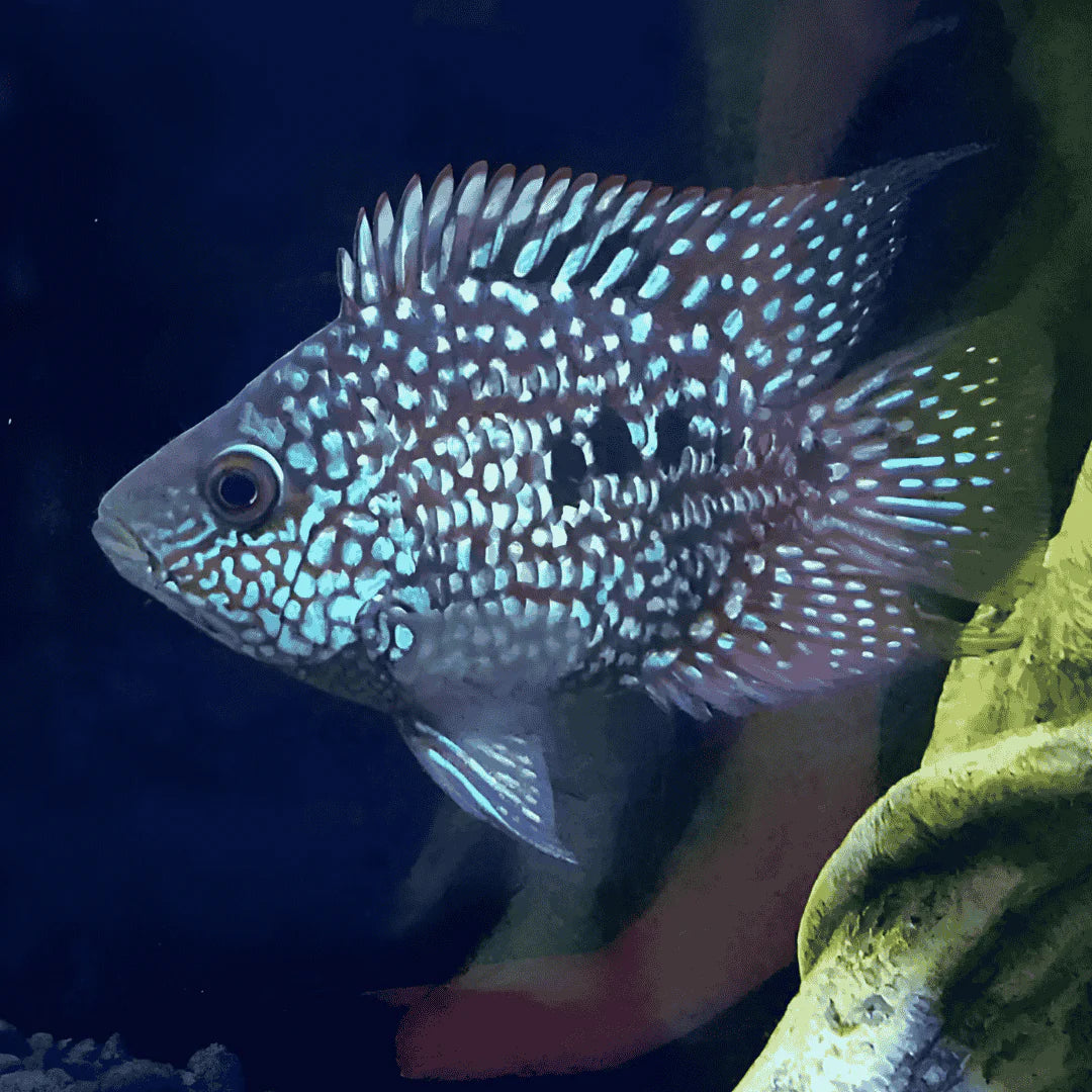 Cichlid - Balloon Green Texas