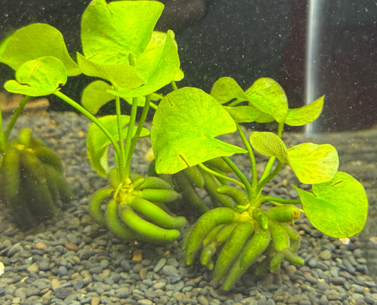 Aquatic Banana Plant