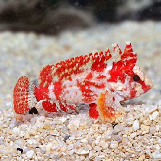 Pygmy Red Rooster Waspfish
