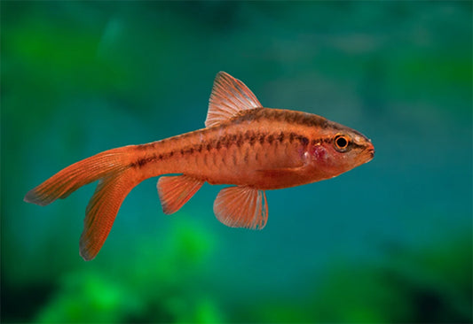 Veiltail Cherry Barb