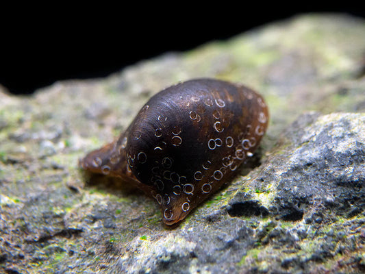 Batman Nerite Snail