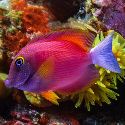 Whitetail Bristletooth Tang