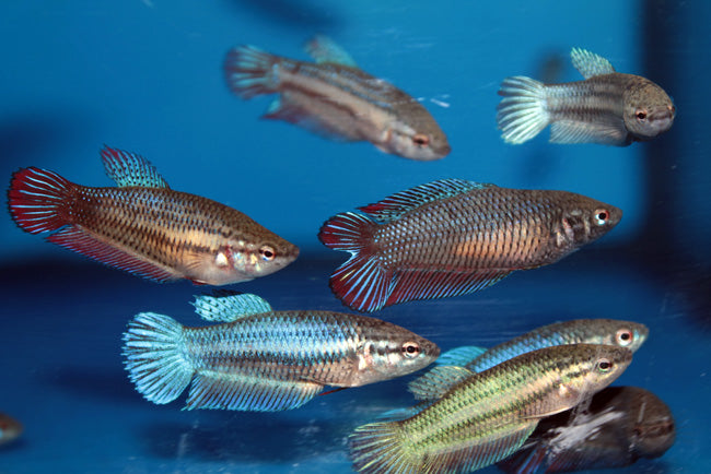 Betta Female - Regular