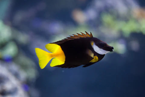 Bicolor Foxface
