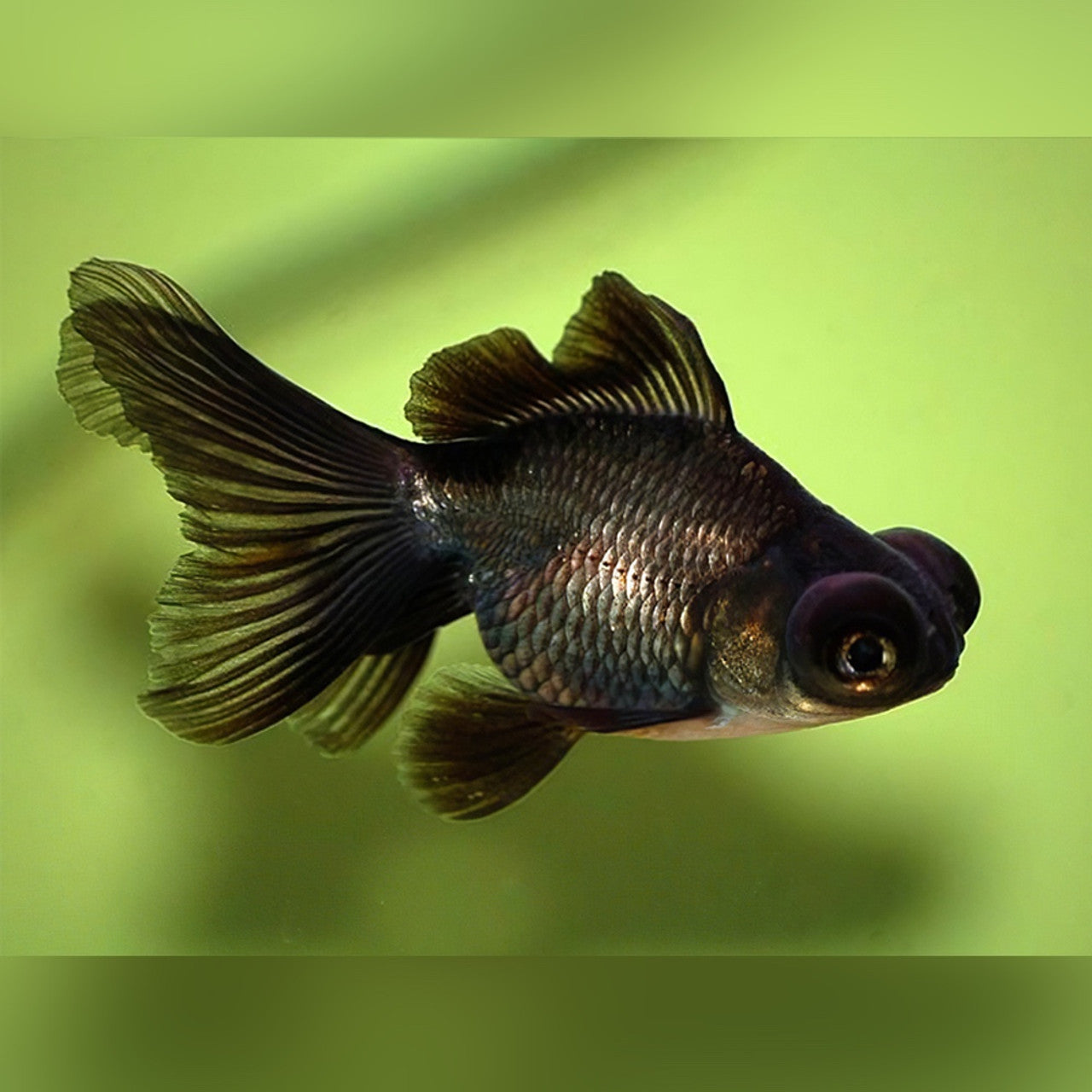 Black Moor Goldfish