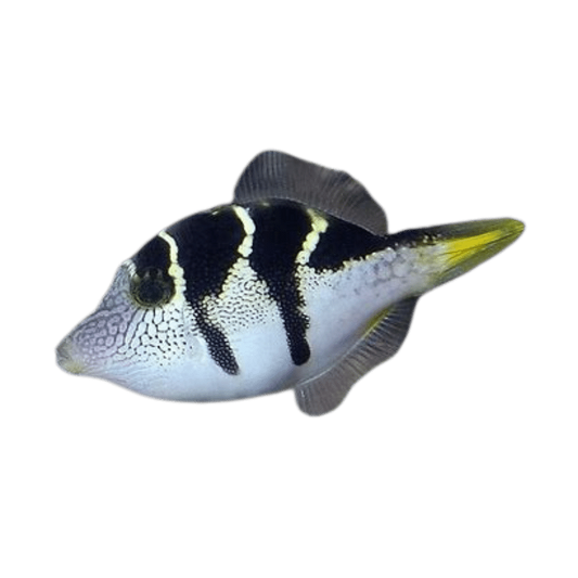 Mimic Saddle Puffer (Filefish)