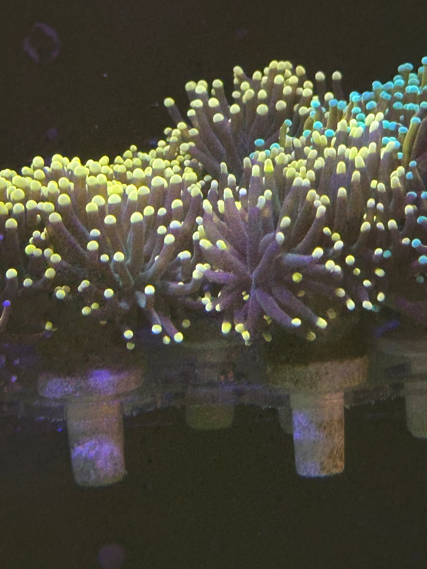 Yellow Tip Torch - per head