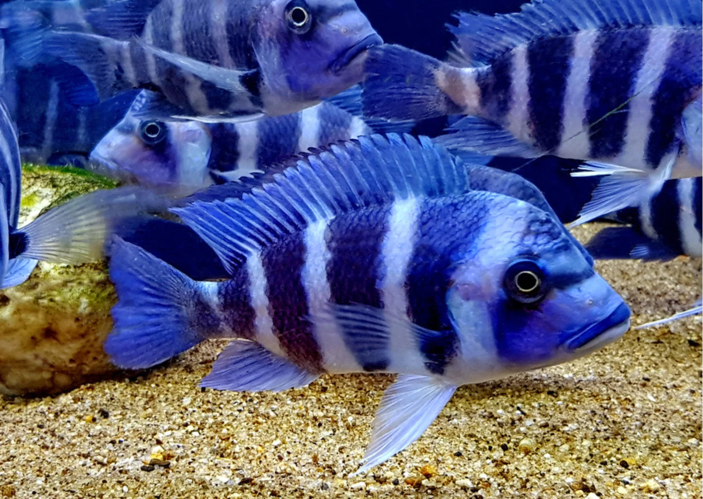 Cichlid -  Frontosa