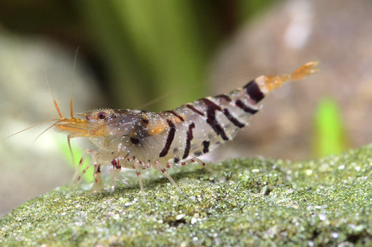 Indian Tiger Shrimp
