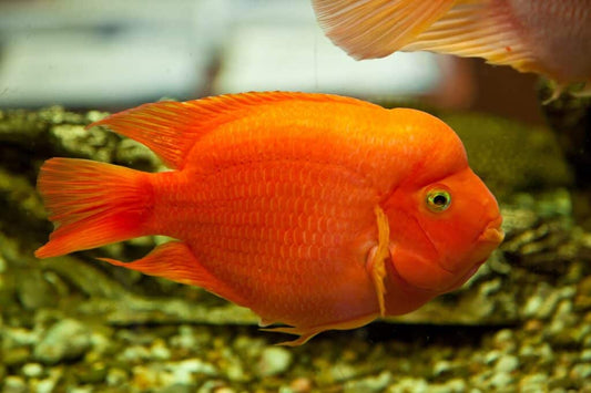 Cichlid - Blood Parrot